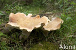 Trechtertaaiplaat (Lentinus conchatus) 