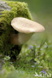 Trechtertaaiplaat (Lentinus conchatus) 