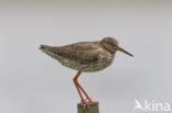 Common Redshank (Tringa totanus)