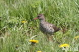 Common Redshank (Tringa totanus)