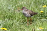Common Redshank (Tringa totanus)