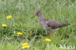 Common Redshank (Tringa totanus)