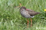 Common Redshank (Tringa totanus)