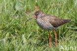 Common Redshank (Tringa totanus)