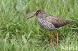 Common Redshank (Tringa totanus)