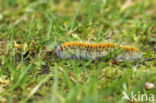 Grass Eggar (Lasiocampa trifolii)