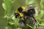 Veenhommel (Bombus jonellus) 