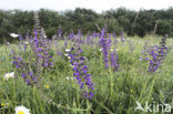 Veldsalie (Salvia pratensis) 