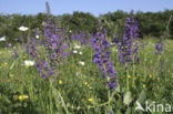 Veldsalie (Salvia pratensis) 