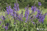 Veldsalie (Salvia pratensis) 