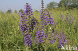 Veldsalie (Salvia pratensis) 