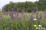 Veldsalie (Salvia pratensis) 