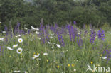 Veldsalie (Salvia pratensis) 