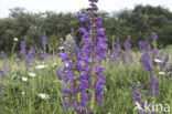 Veldsalie (Salvia pratensis) 