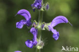 Veldsalie (Salvia pratensis) 