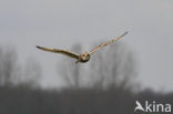 Short-eared Owl (Asio flammeus)