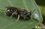 Veluwse franjegroefbij (Lasioglossum sabulosum)