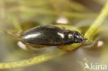 Viltig schrijvertje (Orectochilus villosus)