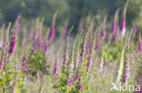 Vingerhoedskruid (Digitalis spec.)