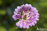 Vingerhoedskruid (Digitalis spec.)