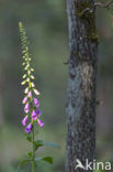 Vingerhoedskruid (Digitalis spec.)