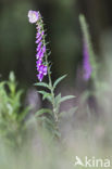 Vingerhoedskruid (Digitalis spec.)