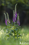 Vingerhoedskruid (Digitalis spec.)