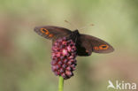 Woodland Ringlet (Erebia medusa)