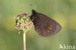 Woodland Ringlet (Erebia medusa)