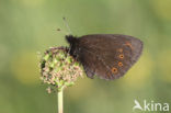 Woodland Ringlet (Erebia medusa)