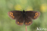 Woodland Ringlet (Erebia medusa)