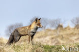 Vos (Vulpes vulpes)