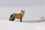 Vos (Vulpes vulpes)