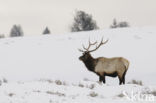 Wapiti (Cervus canadensis)