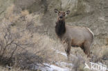 Elk (Cervus canadensis)