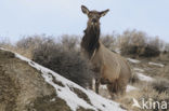 Wapiti (Cervus canadensis)