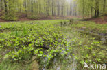 common buckbean (Menyanthes trifoliata)