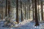 Western Hemlock (Tsuga heterophylla)