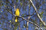 Eurasian Golden-Oriole (Oriolus oriolus)