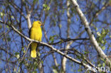 Eurasian Golden-Oriole (Oriolus oriolus)
