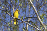 Eurasian Golden-Oriole (Oriolus oriolus)