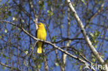 Eurasian Golden-Oriole (Oriolus oriolus)