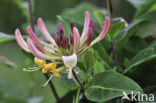 Honeysuckle (Lonicera periclymenum)