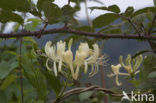 Honeysuckle (Lonicera periclymenum)