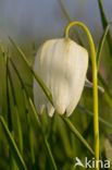 Wilde kievitsbloem (Fritillaria meleagris) 