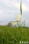 Wilde kievitsbloem (Fritillaria meleagris) 