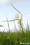 Wilde kievitsbloem (Fritillaria meleagris) 