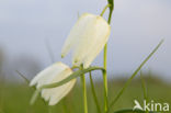 Wilde kievitsbloem (Fritillaria meleagris) 