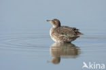 Wintertaling (Anas crecca) 