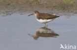 Green Sandpiper (Tringa ochropus)